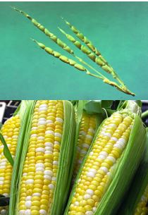 Hybrid Vegetables - Corn.JPG